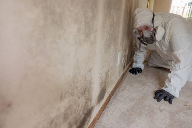 Best Mold Removal for HVAC Installations  in USA